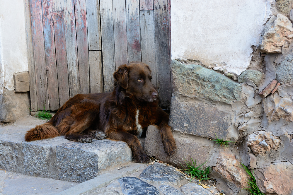 Cusco - Hund 2