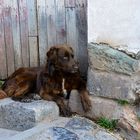 Cusco - Hund 2