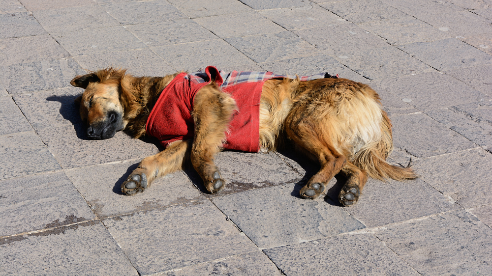 Cusco - Hund