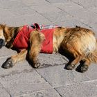 Cusco - Hund