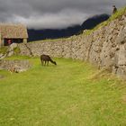 cusco peru