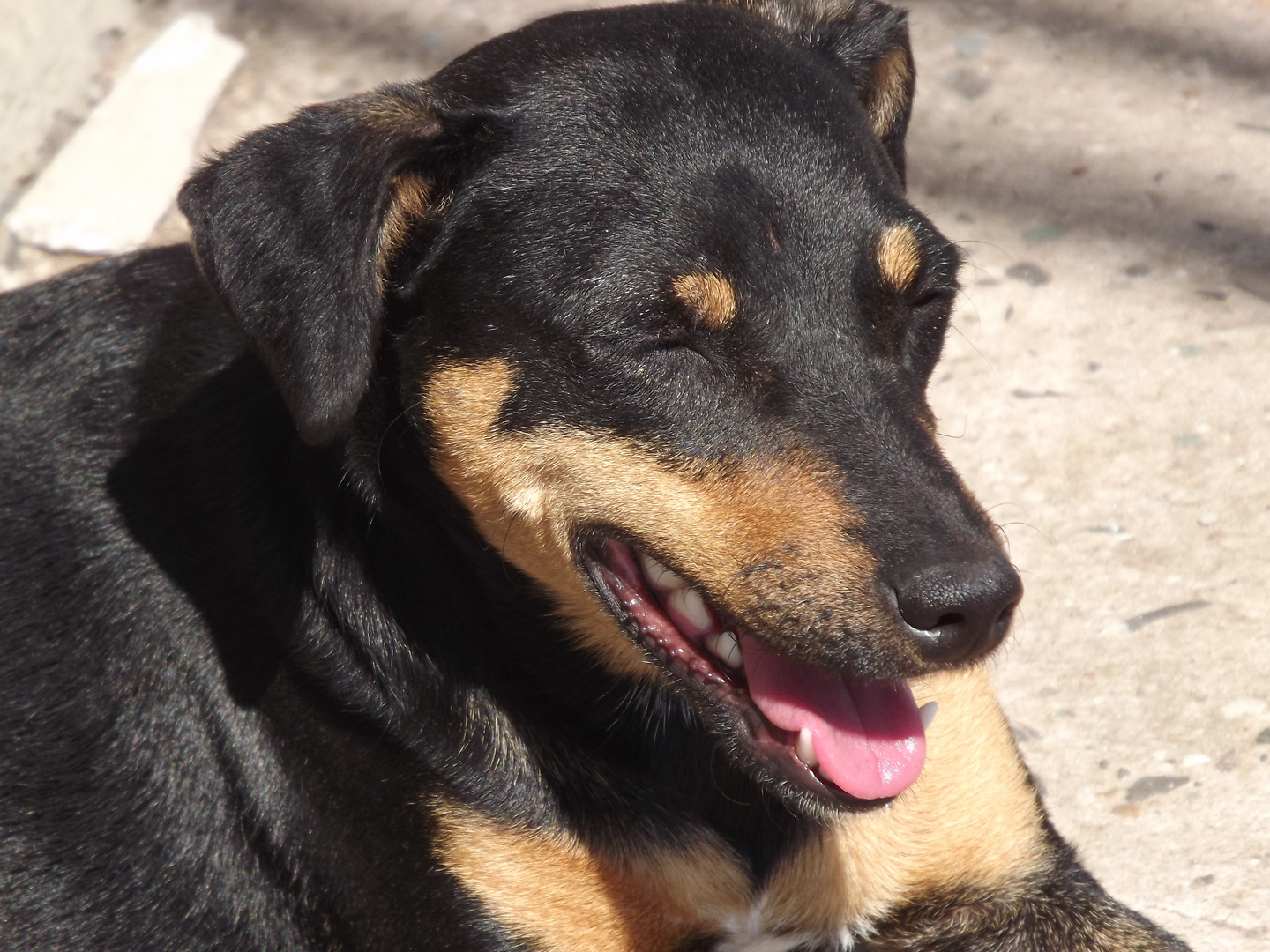 Cusco O Melhor Amigo Do Homen Imagen Foto Animales Animales Domesticos Dog Fotos De Fotocommunity cusco o melhor amigo do homen imagen