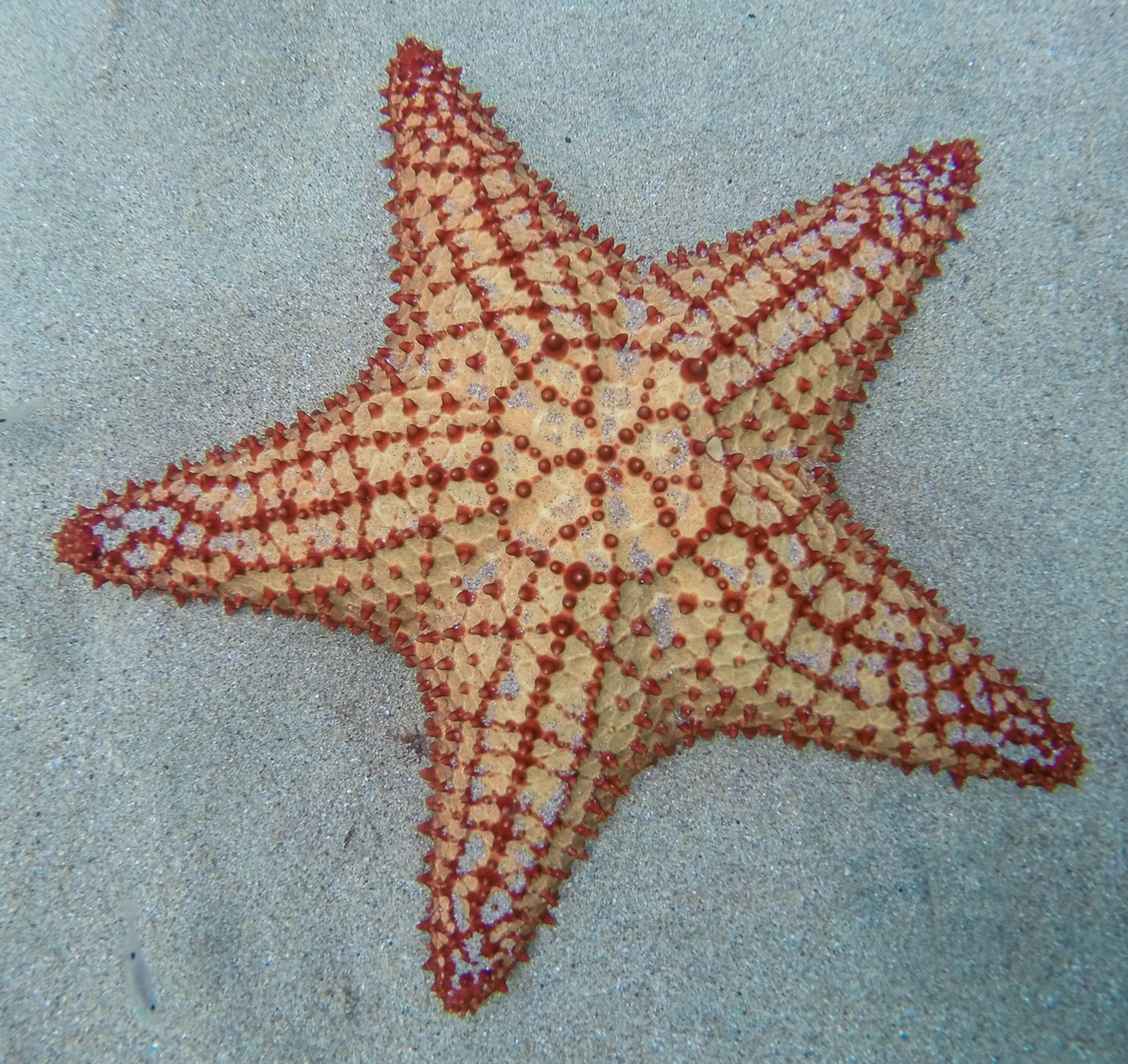 Cushion Starfish