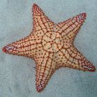 Cushion Starfish