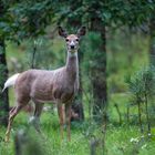 Custer State Park