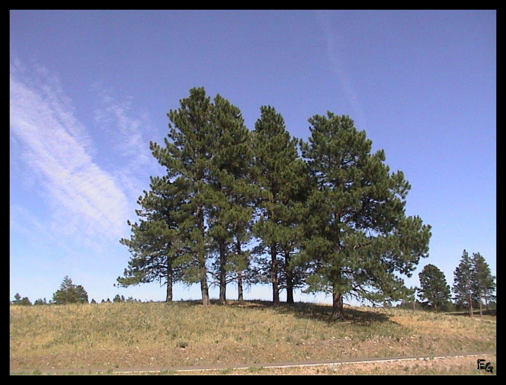 Custer State Park bei Sturgis, SD