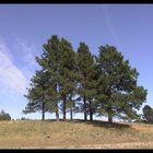 Custer State Park bei Sturgis, SD