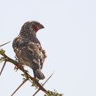 Cut-throat Finch (Amadina fasciata)