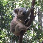 Cute Animal This Koala