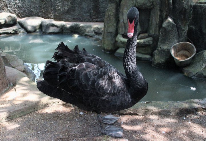 Cute Black Swan