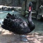 Cute Black Swan