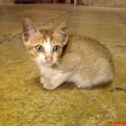 cute cat