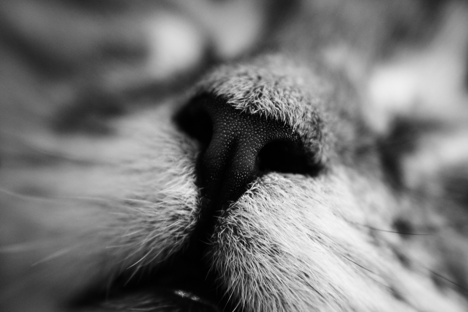 Cute Cat Nose Foto & Bild tiere, tierkinder, fotos Bilder auf