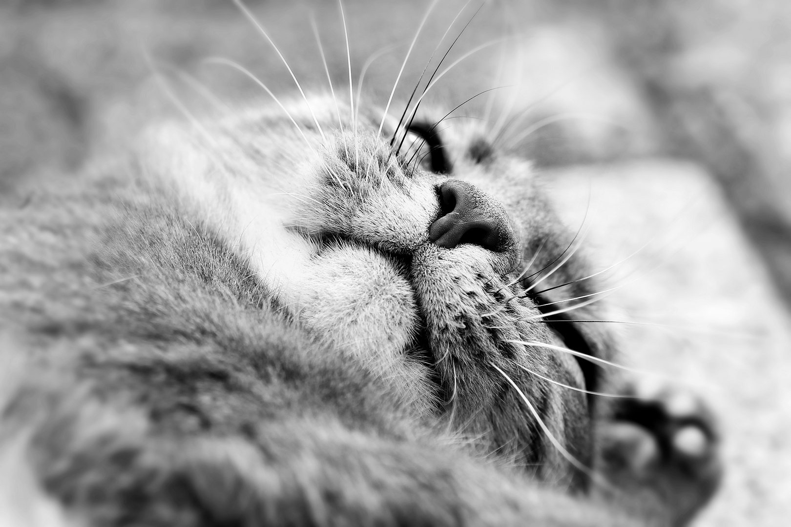 cute cat nose