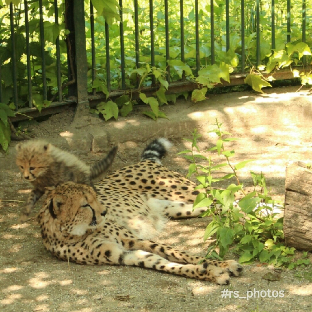 Cute cheetah