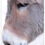 Cute Donkey