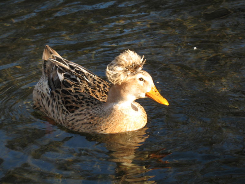 Cute Duck