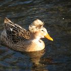 Cute Duck