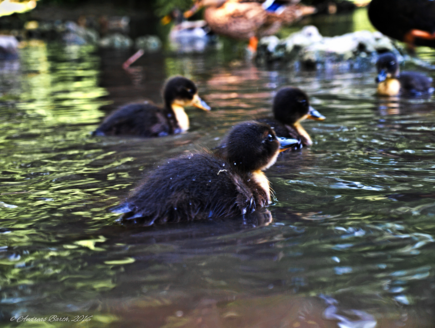 cute duckling