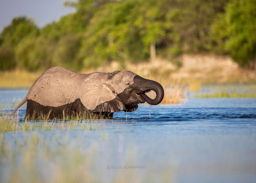Cute elephant baby crossing the Chobe River