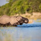 Cute elephant baby crossing the Chobe River