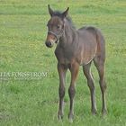 Cute foal