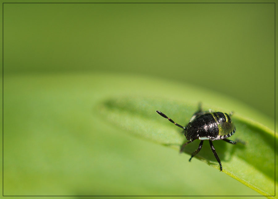 Cute Green Baby