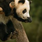 cute hanging panda baby