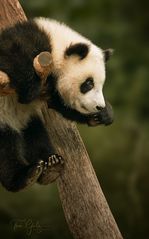 cute hanging panda baby