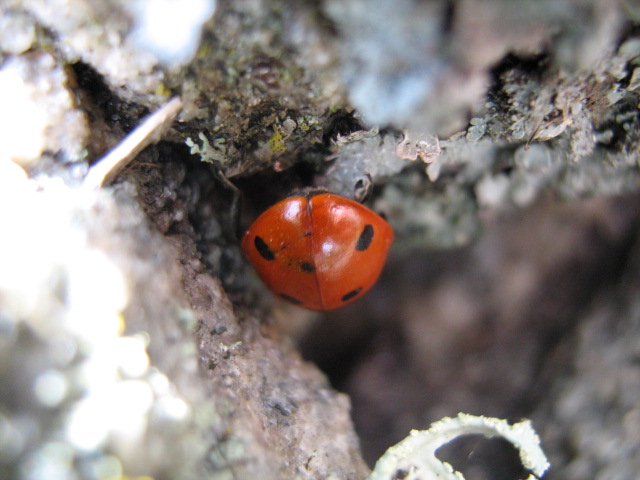 Cute Ladybird