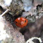 Cute Ladybird