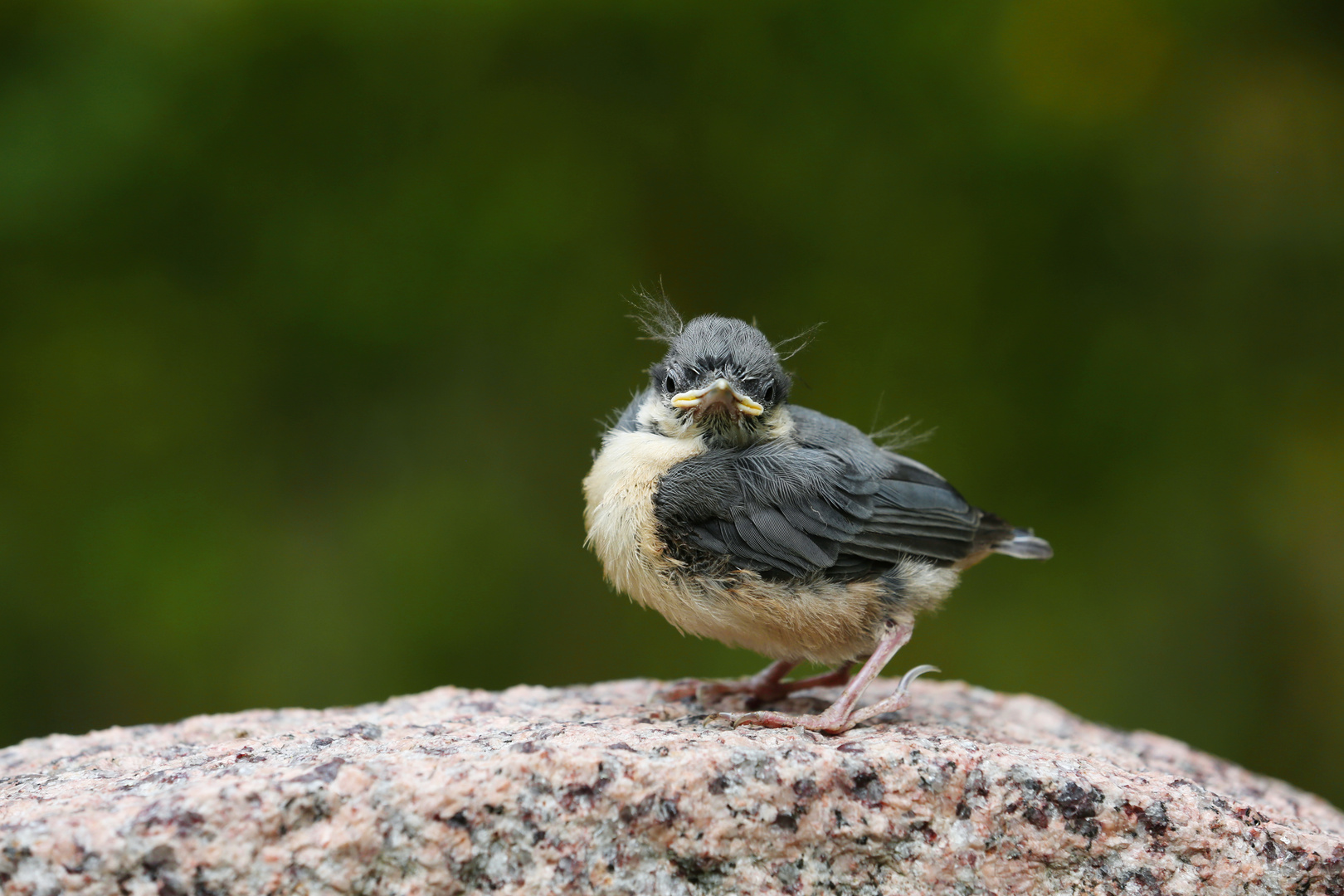 Cute Little Baby Nuthatch - Baby Kleiber