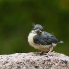 Cute Little Baby Nuthatch - Baby Kleiber