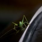 cute little grasshopper