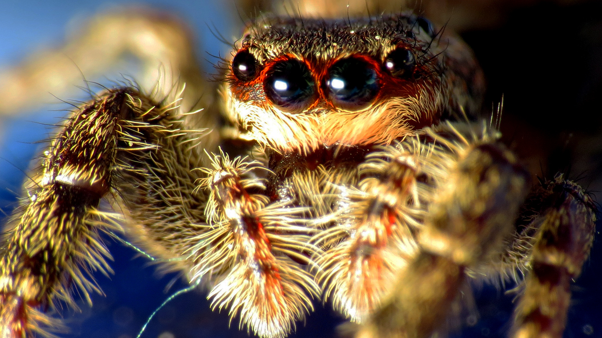 cute little jumping Spider