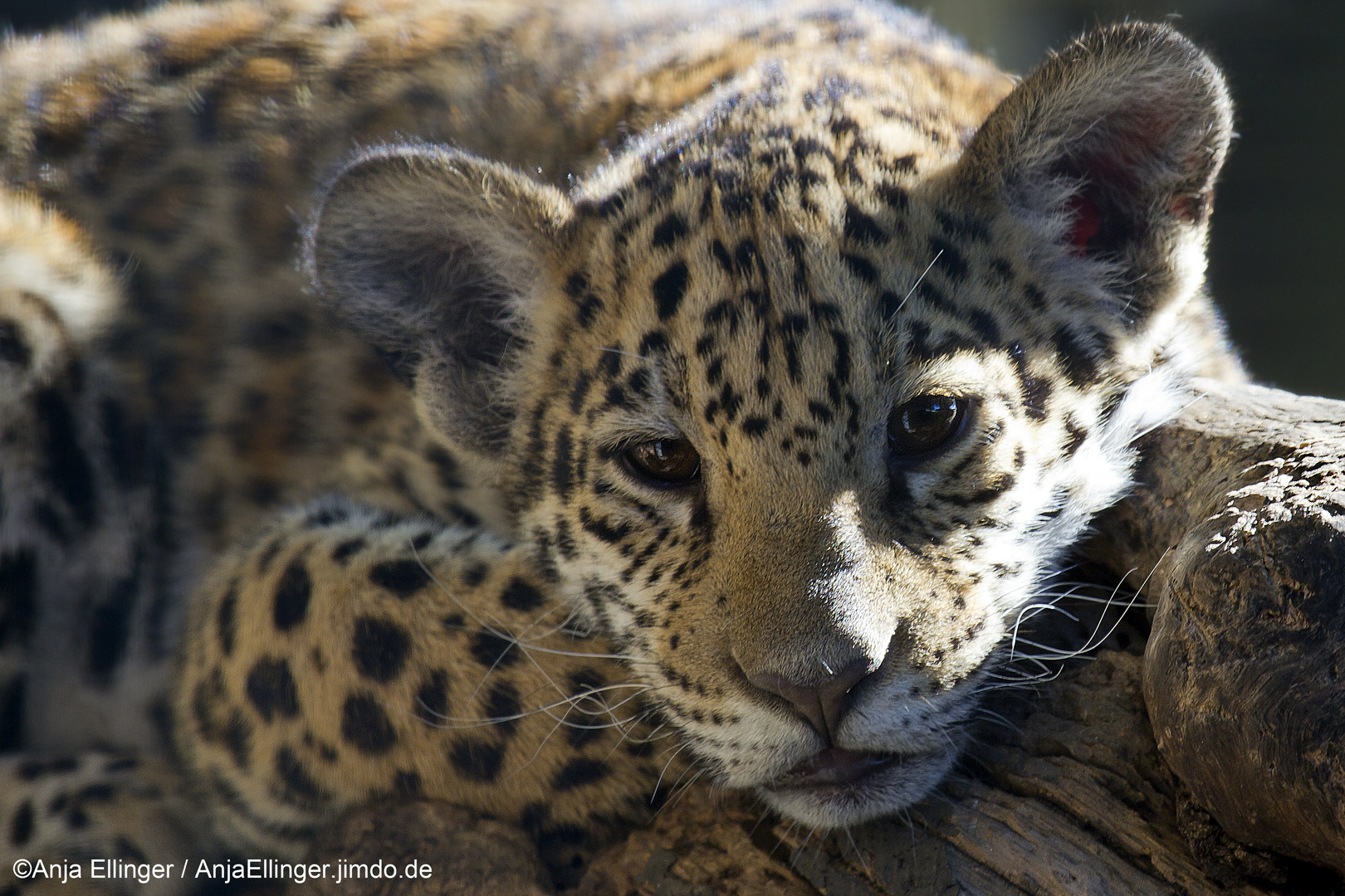 Cute little Leopard