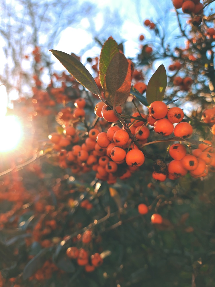 Cute orange berries during sunset 