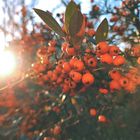 Cute orange berries during sunset 