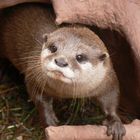 Cute Otter