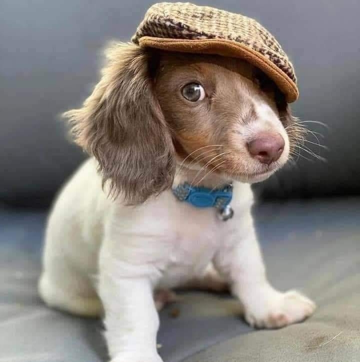 Cute Puppy