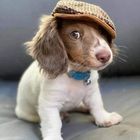 Cute Puppy