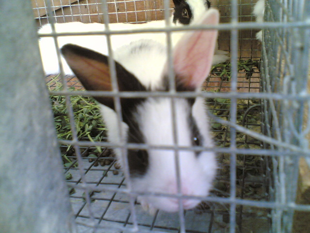 Cute Rabbit