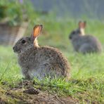 ... cute rabbit in the garden