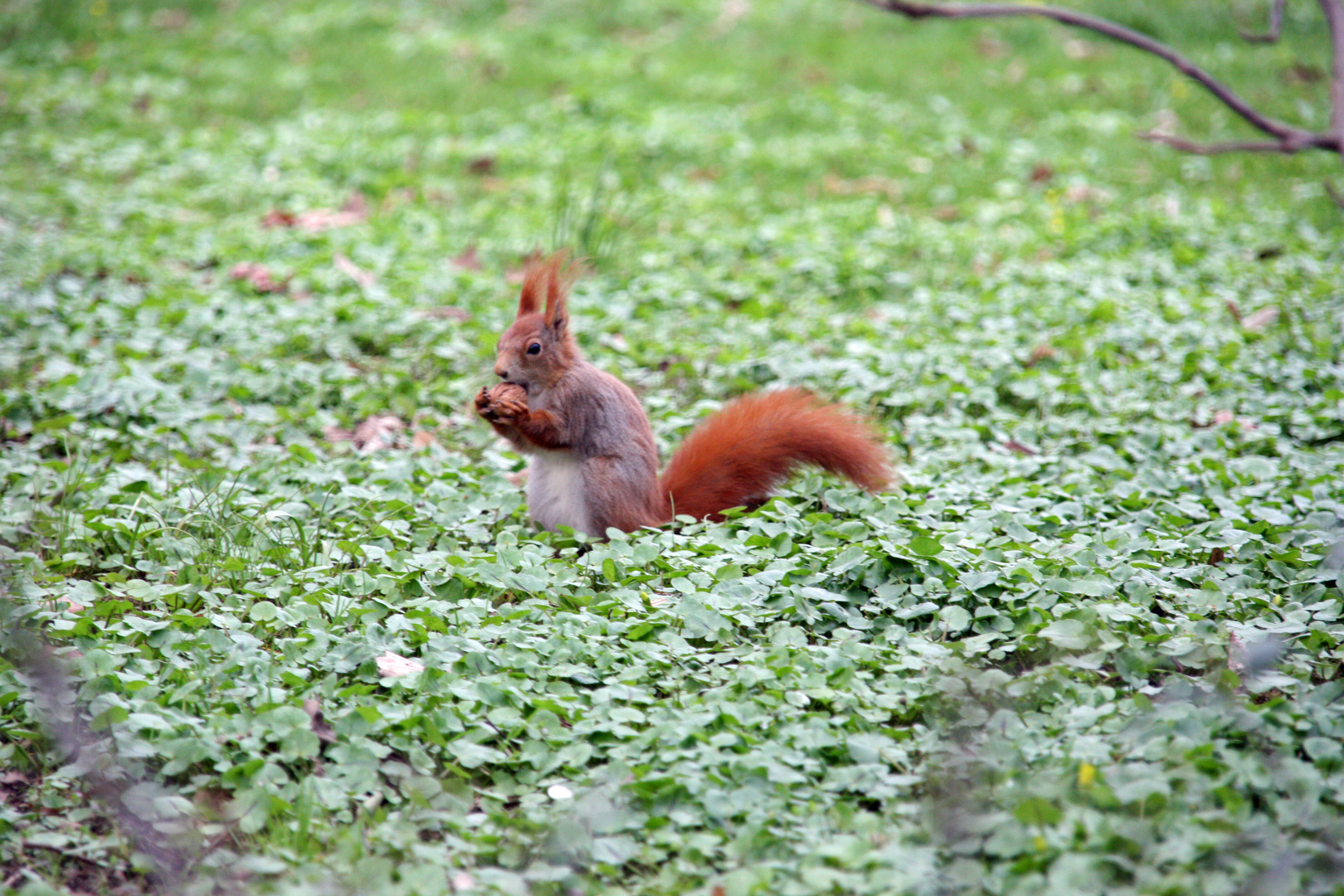 Cute Squirrel