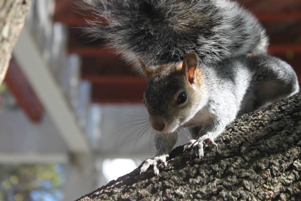 Cute squirrel