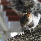 Cute squirrel