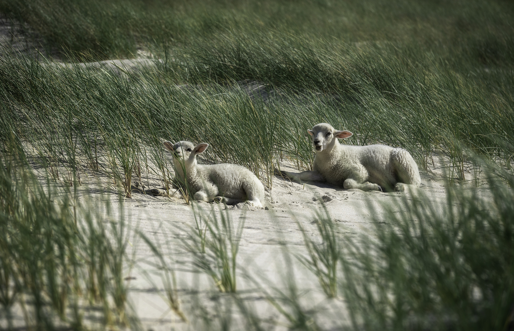 Cute white lambs on sand and beach grass on Sylt island