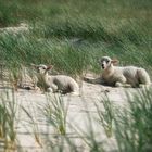 Cute white lambs on sand and beach grass on Sylt island