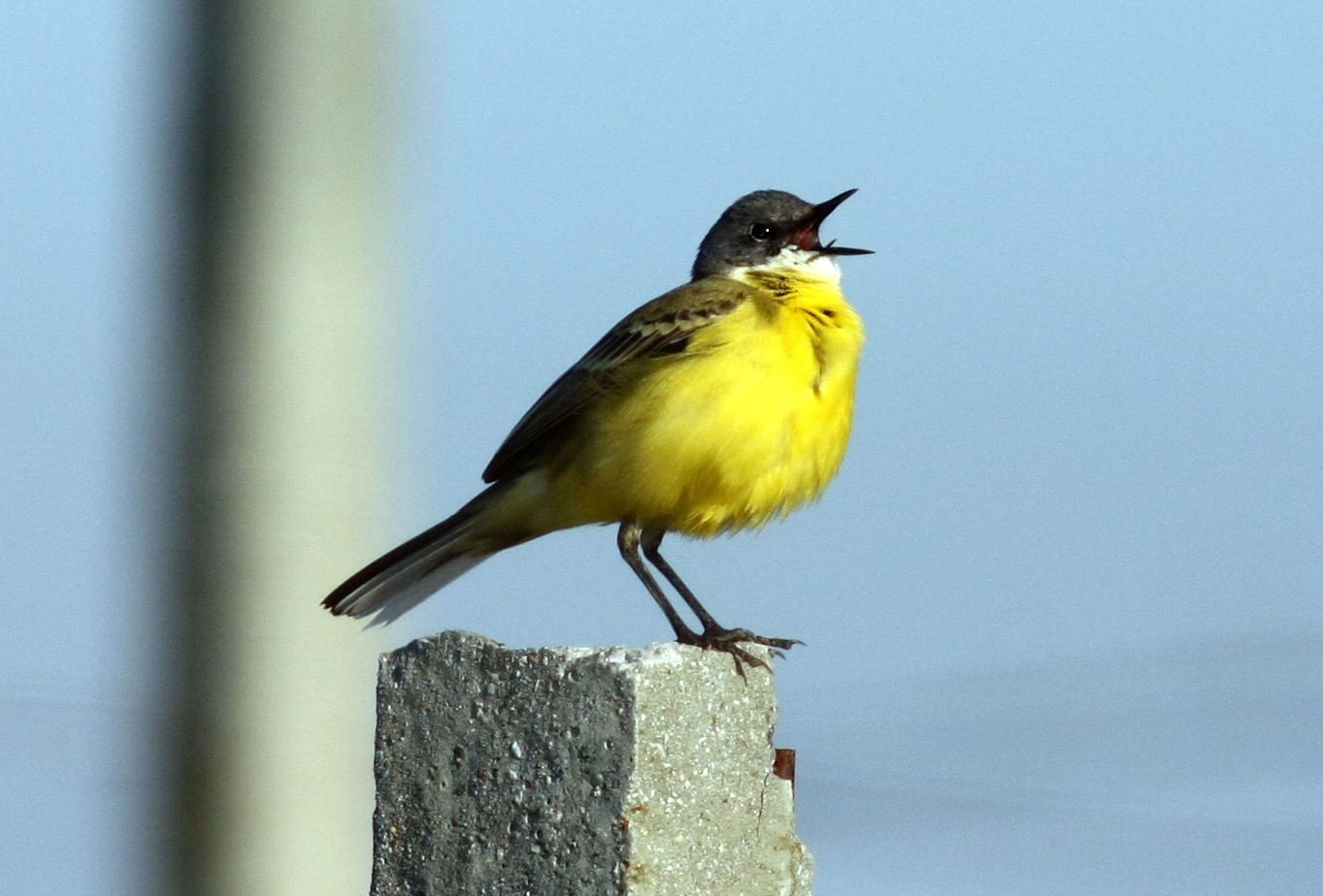 CUTRETTOLA MENTRE CANTA