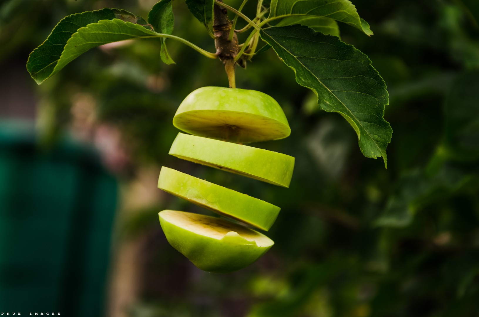 cutted Apple